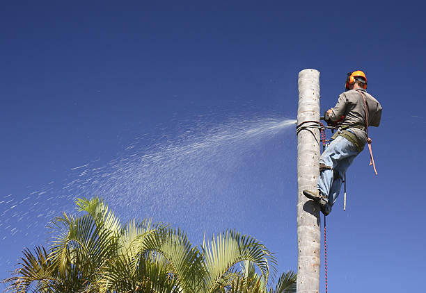  Point Roberts, WA Tree Removal Services Pros