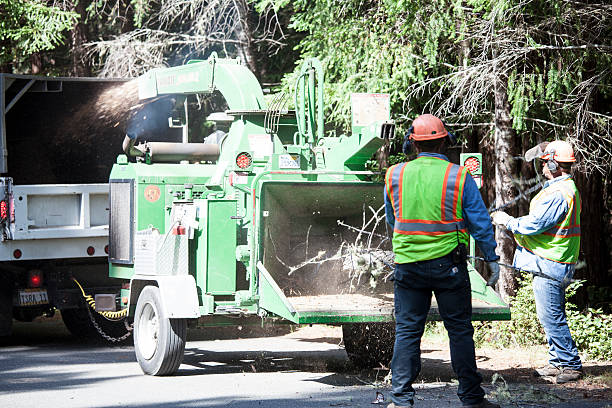 Best Tree Mulching  in Point Roberts, WA